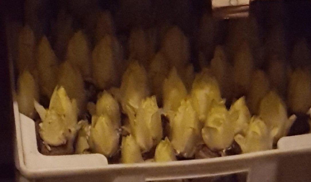 Pousse des endives