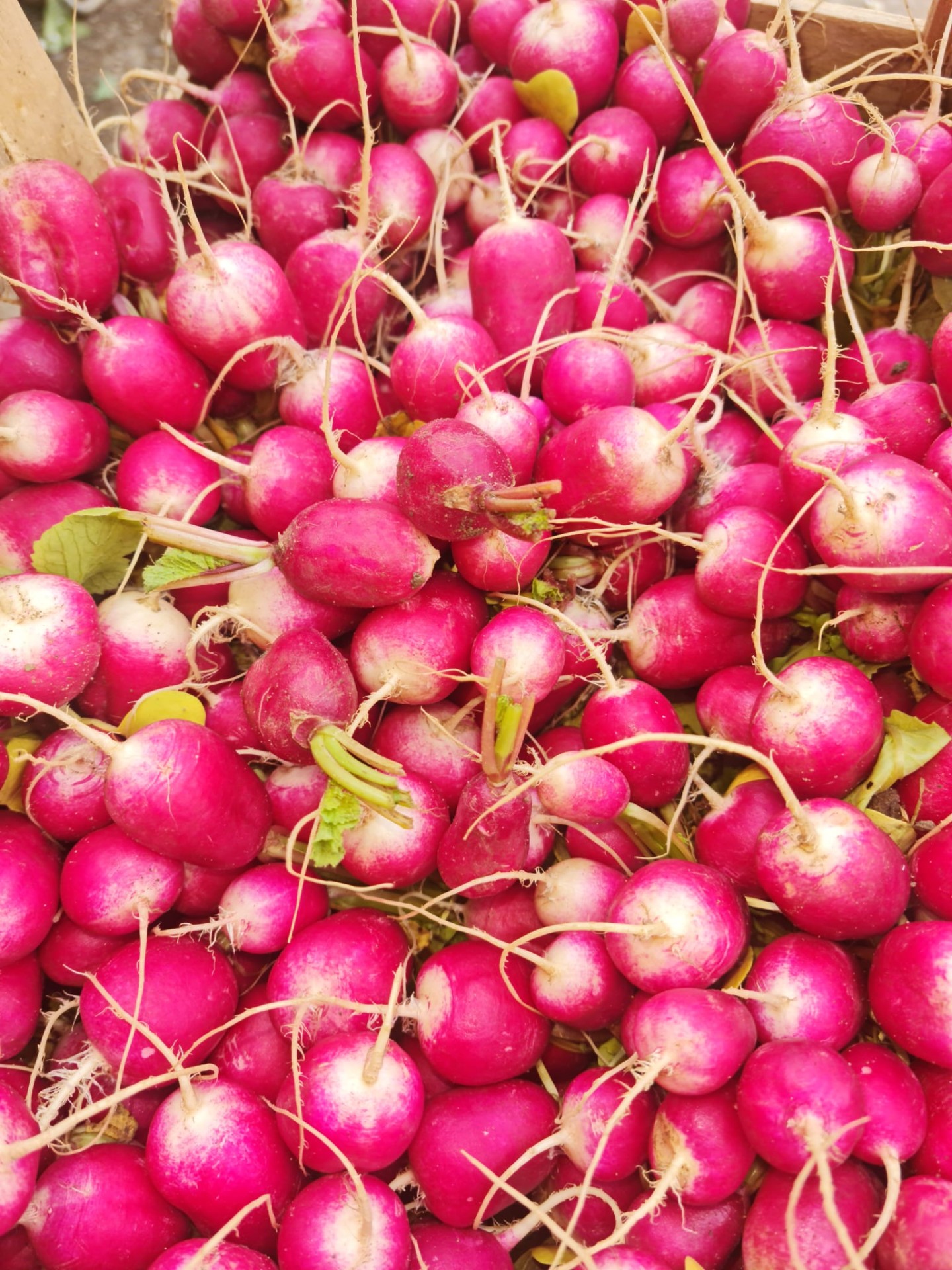 des petits croquants